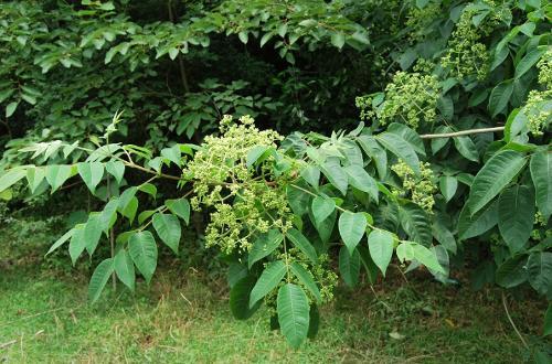 吳(wu)茱萸(yu)