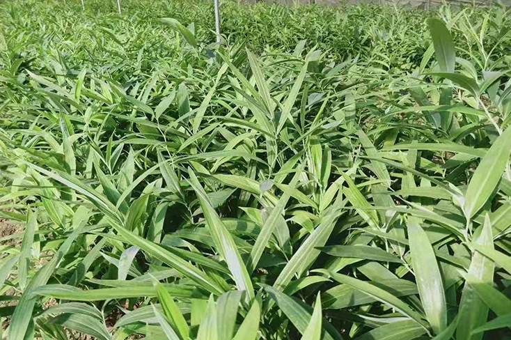 多蘤(hua)黃精(jing)