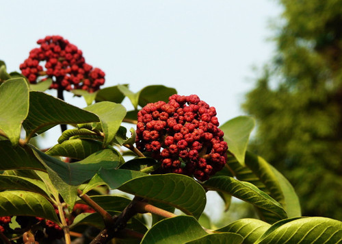 吳(wu)茱萸